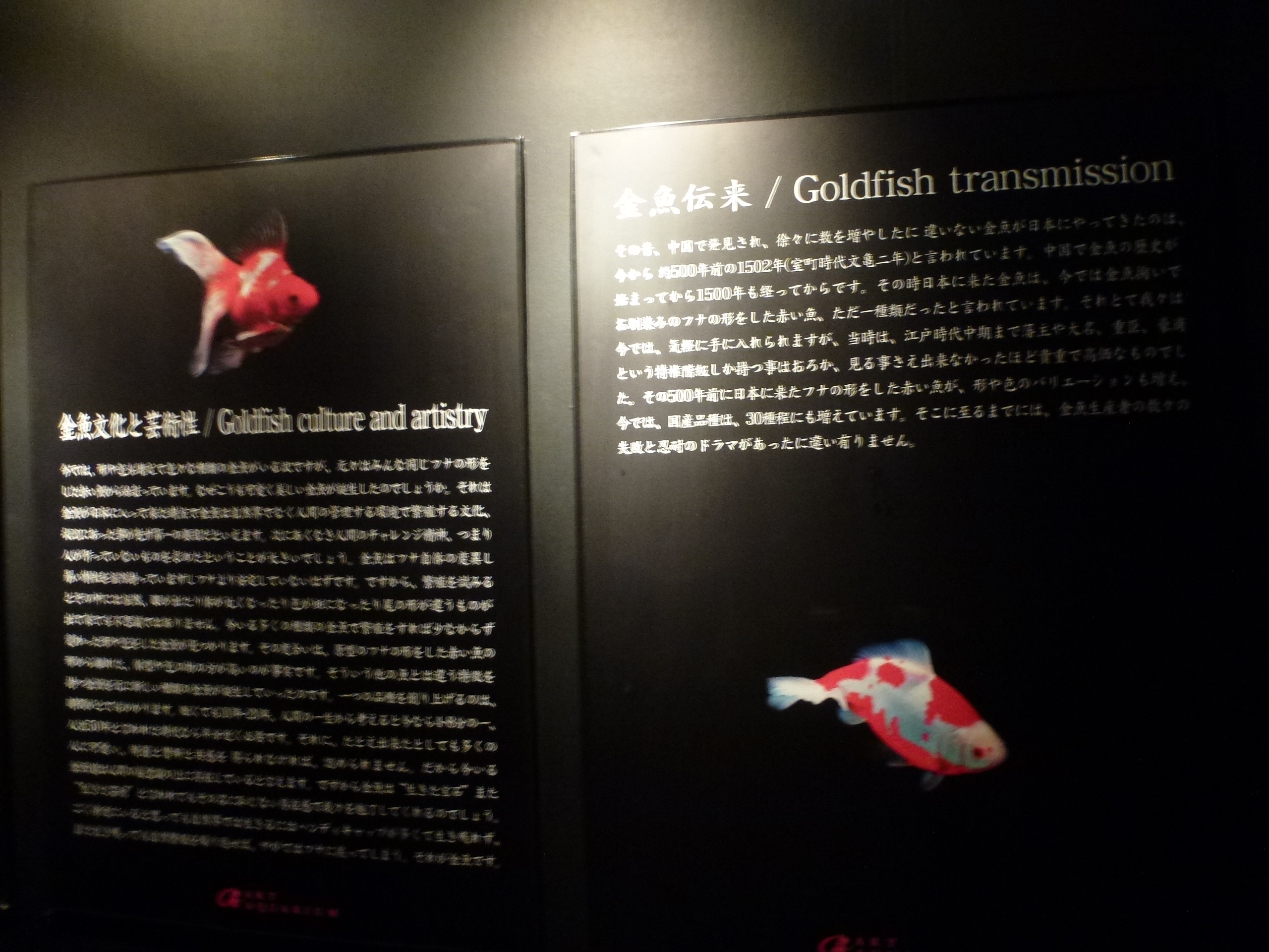 P1150373.JPG