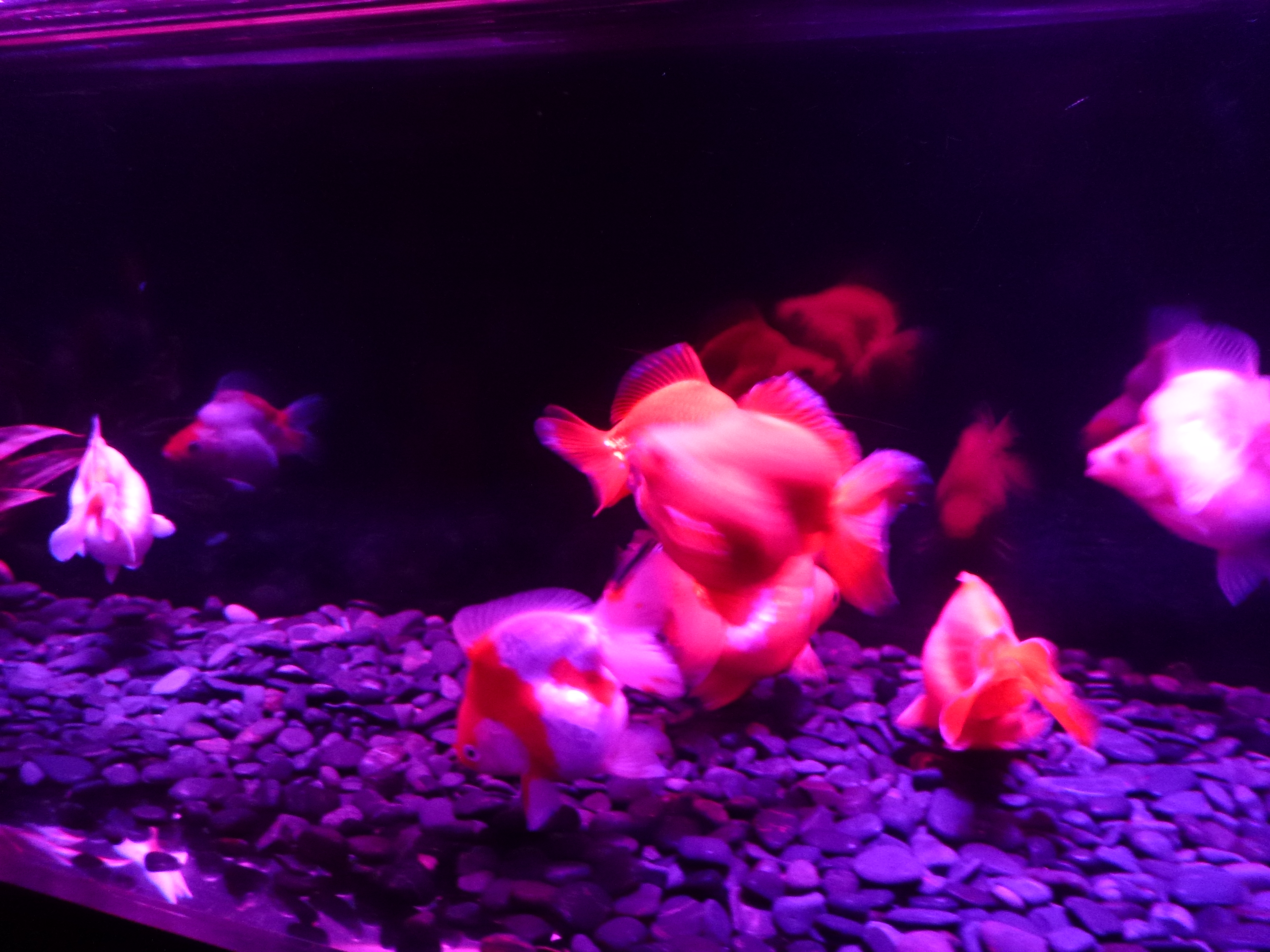 P1150394.JPG