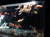 img0015.jpg