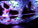 img0018.jpg