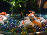 img0030.jpg