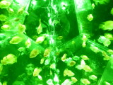 img0044.jpg