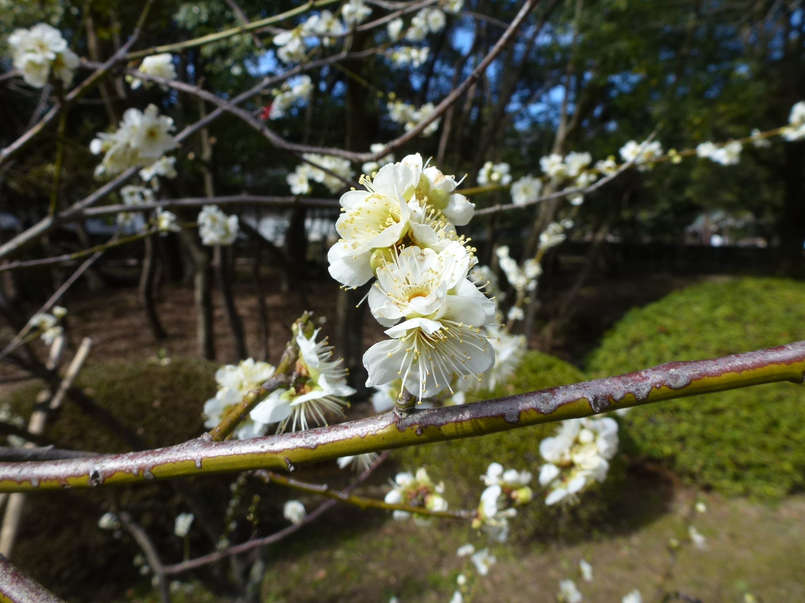 P1150526.JPG