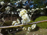 img0109.jpg