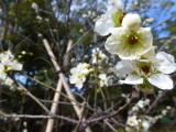 img0111.jpg