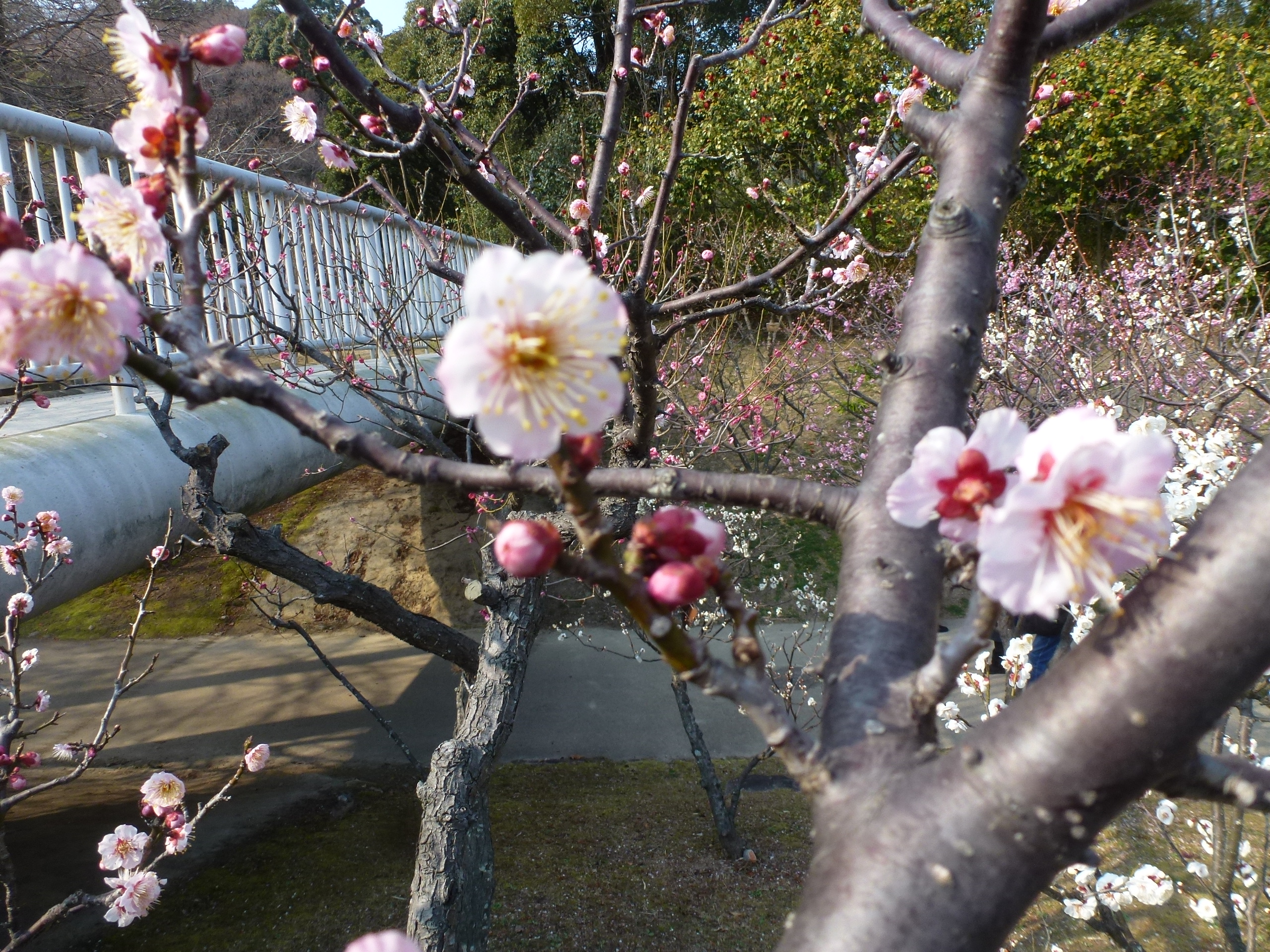 P1150802.JPG