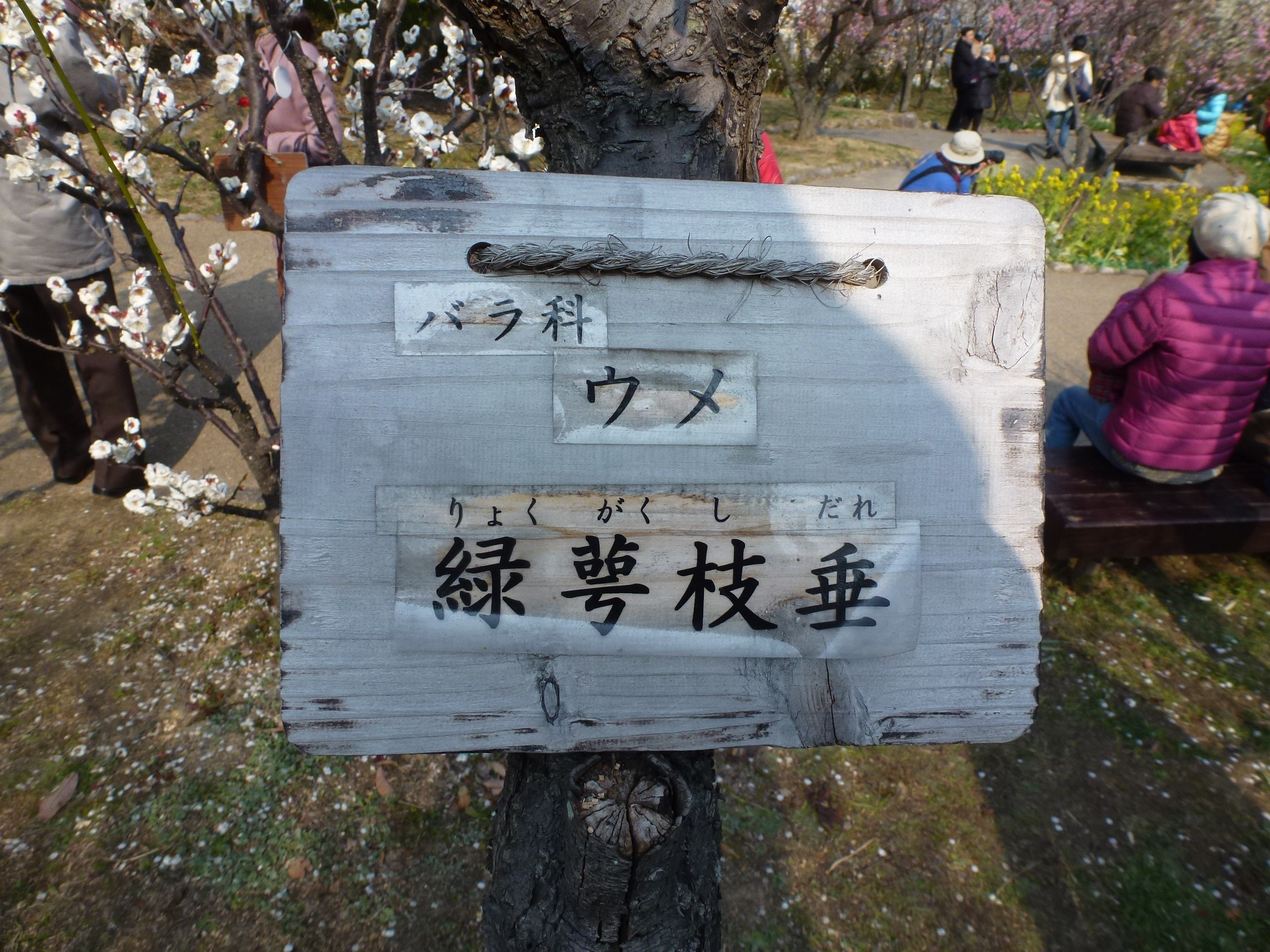 P1150809.JPG