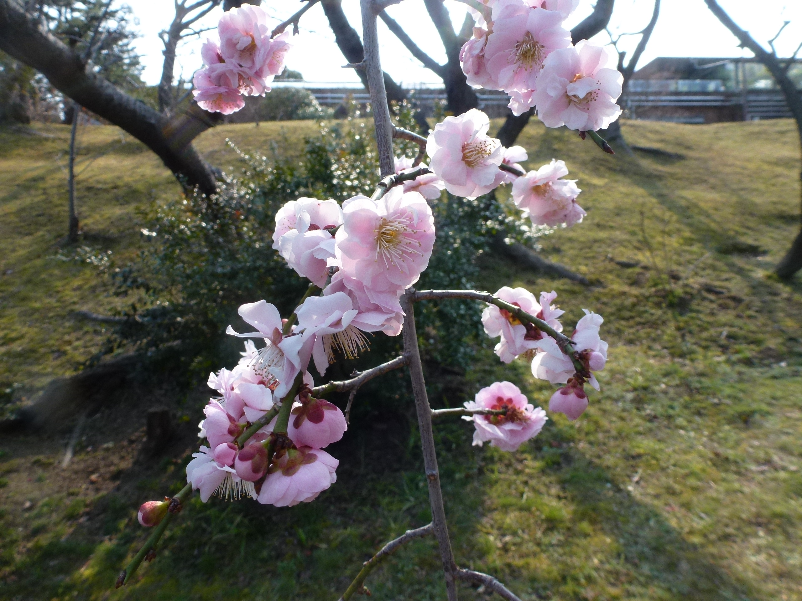 P1150810.JPG