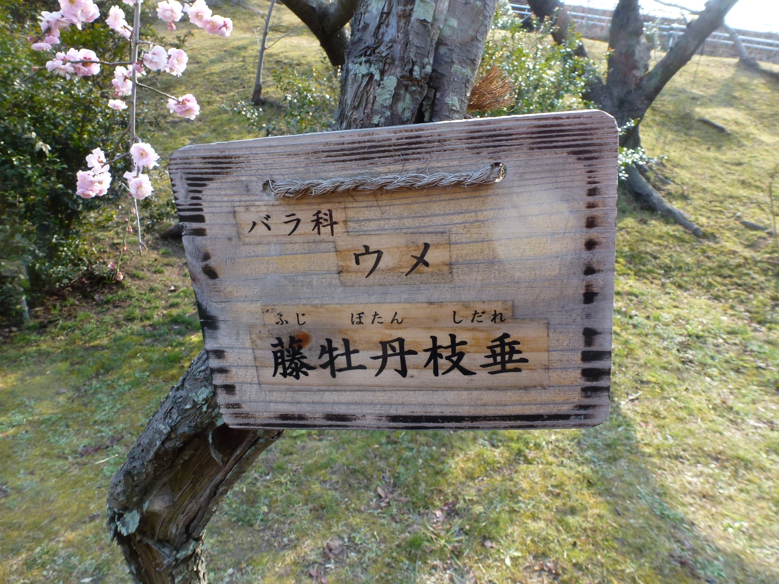 P1150811.JPG