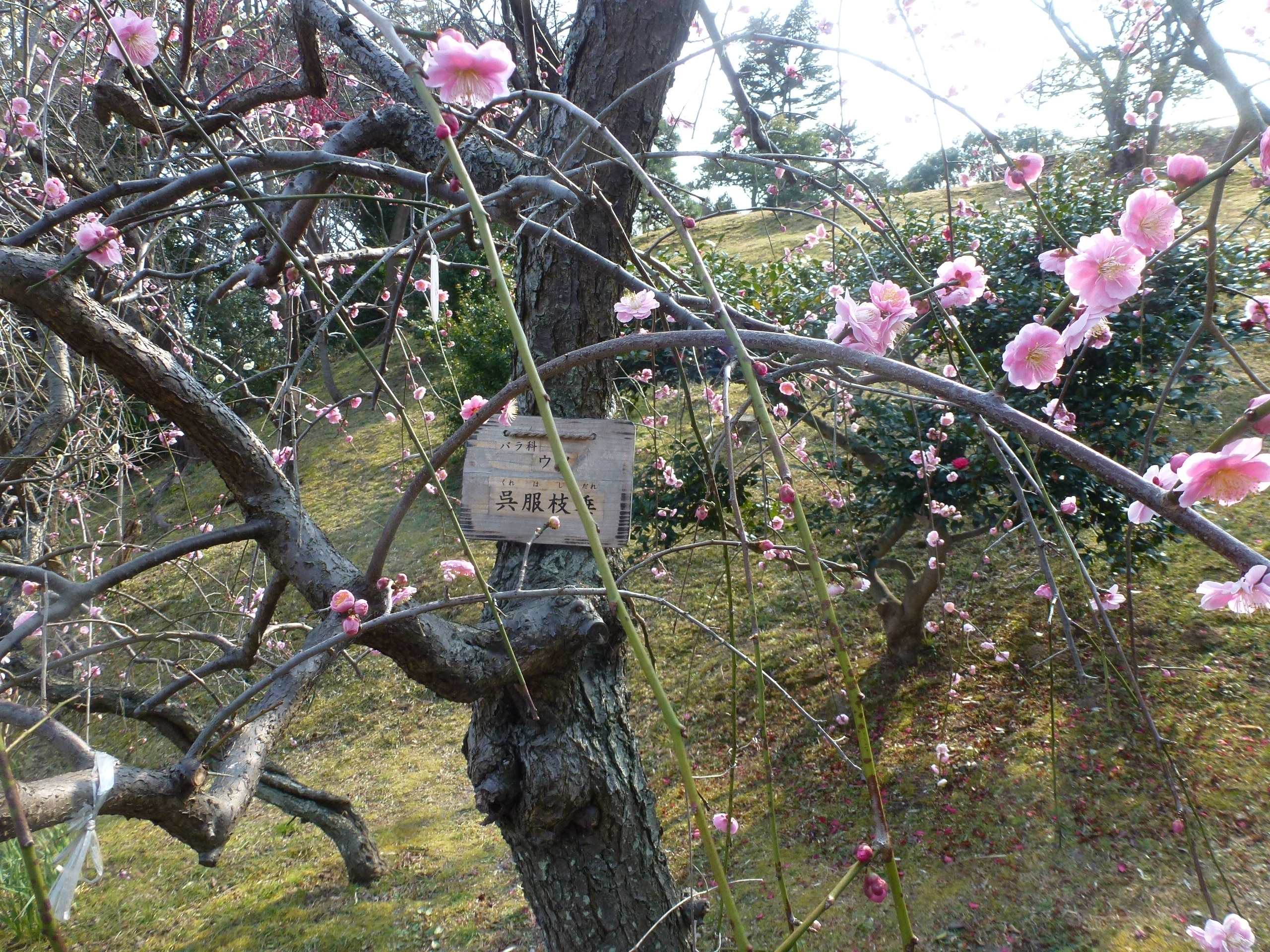 P1150813.JPG