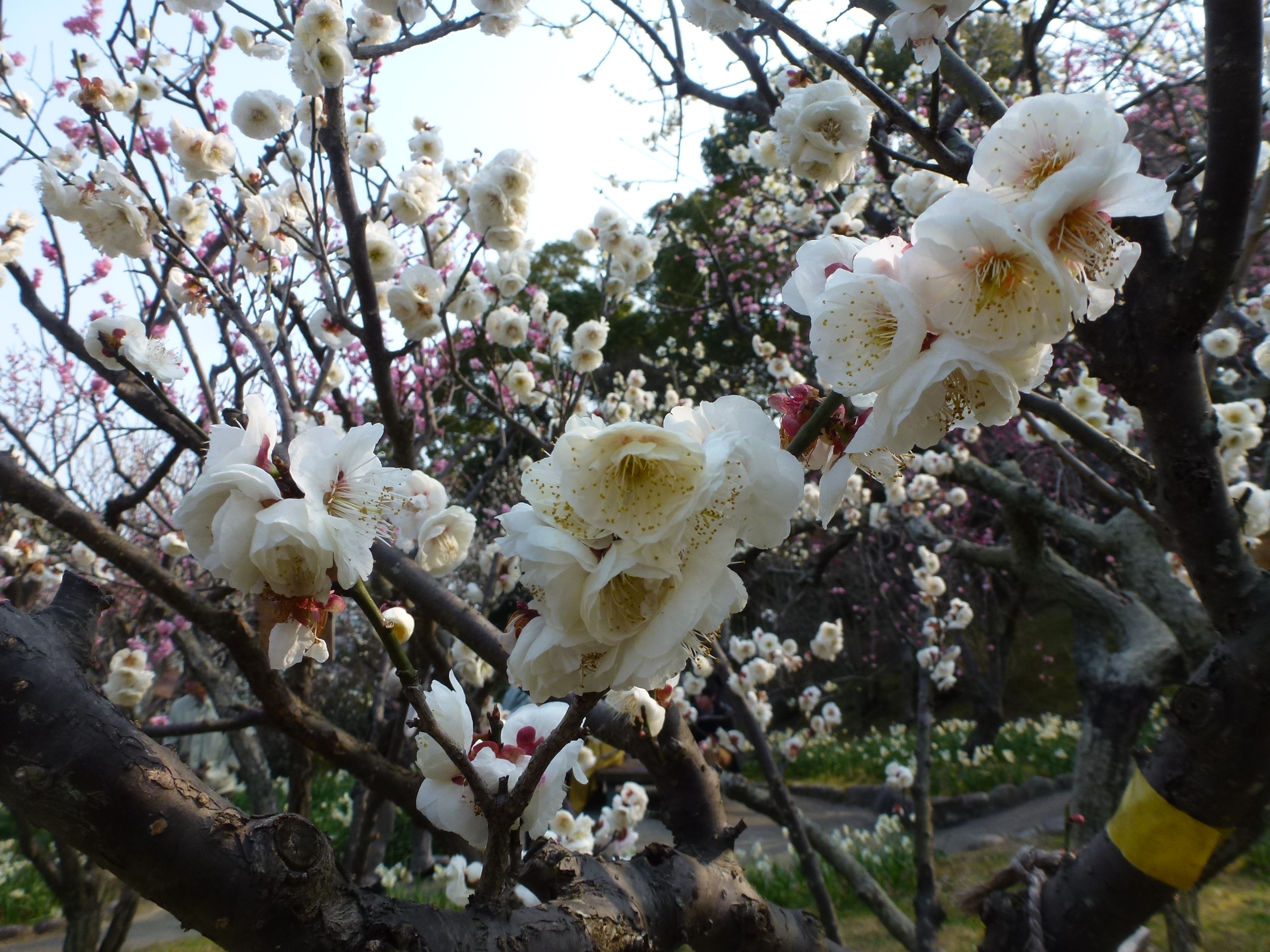 P1150825.JPG