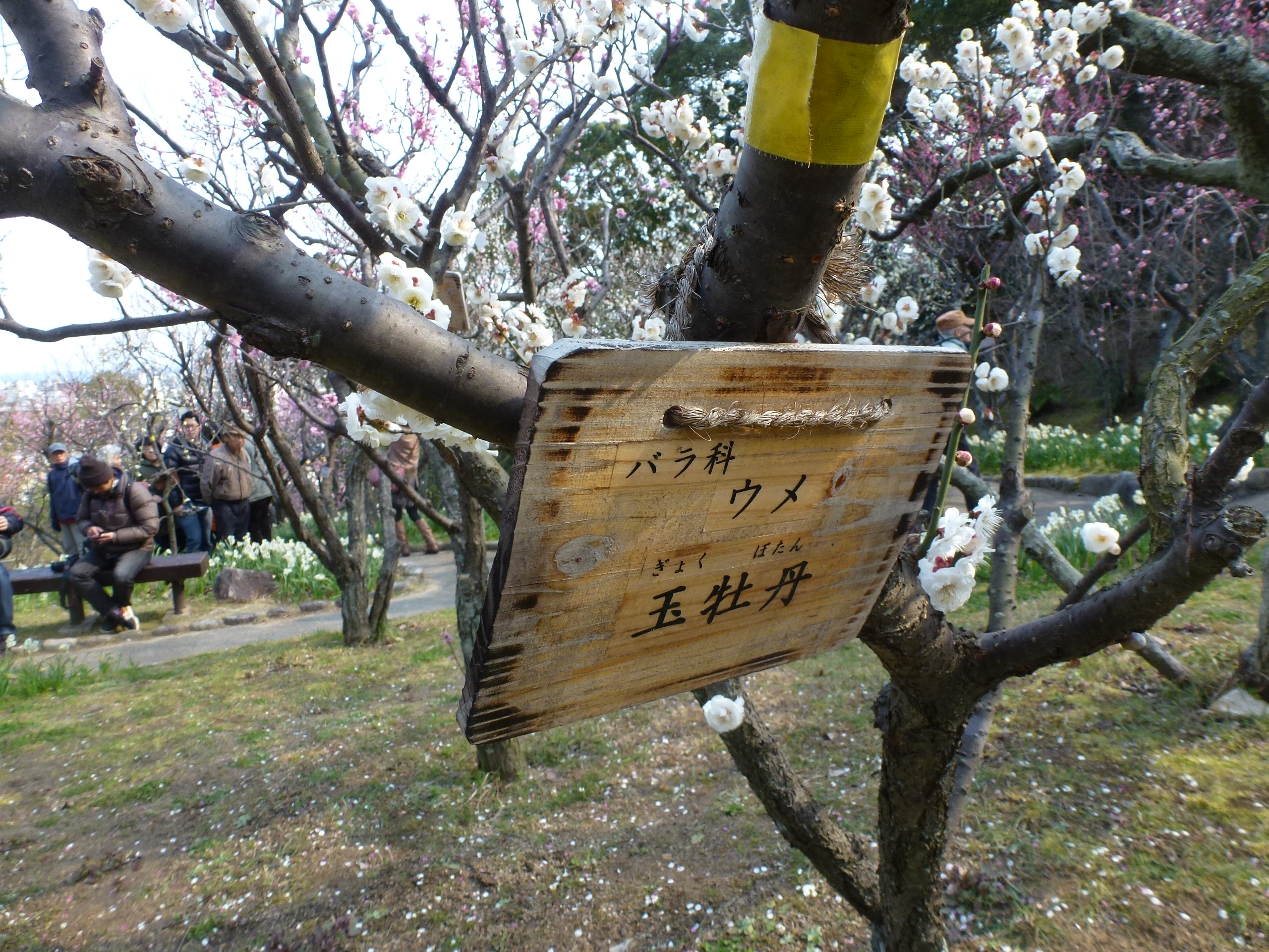 P1150826.JPG