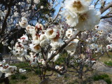 img0019.jpg