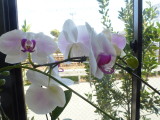 img0006.jpg