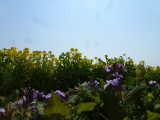 img0011.jpg