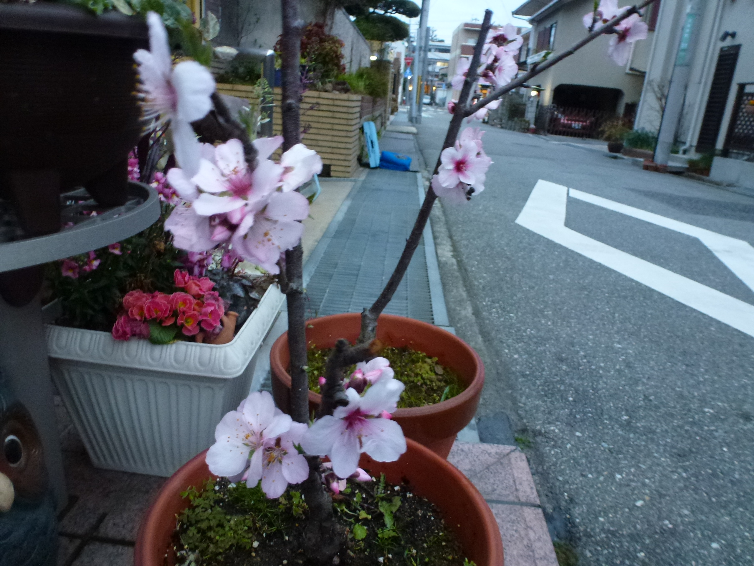 P1160021.JPG