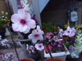 img0005.jpg