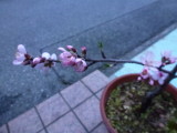 img0008.jpg