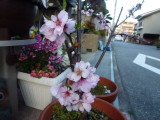 img0017.jpg