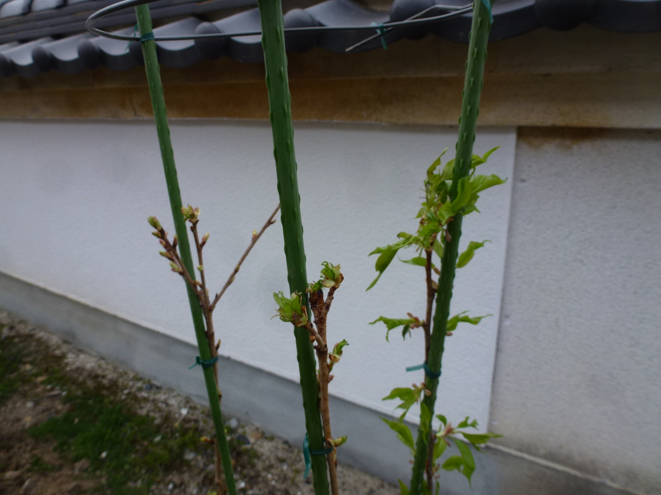 P1160099.JPG