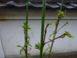 img0009.jpg