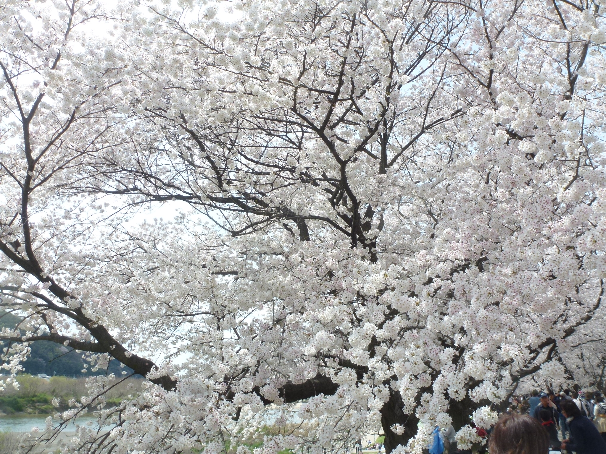P1160127.JPG