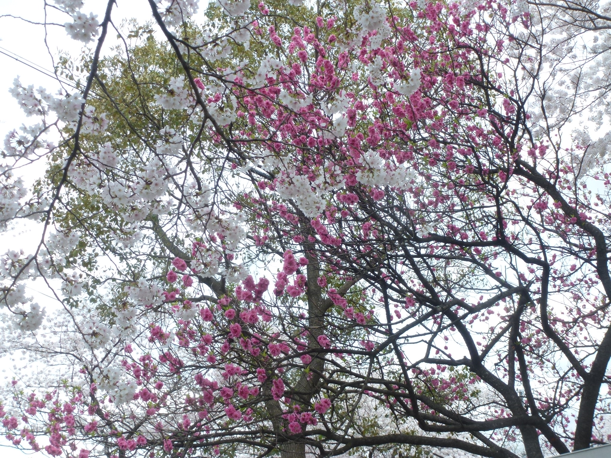 P1160135.JPG