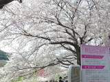 img0006.jpg