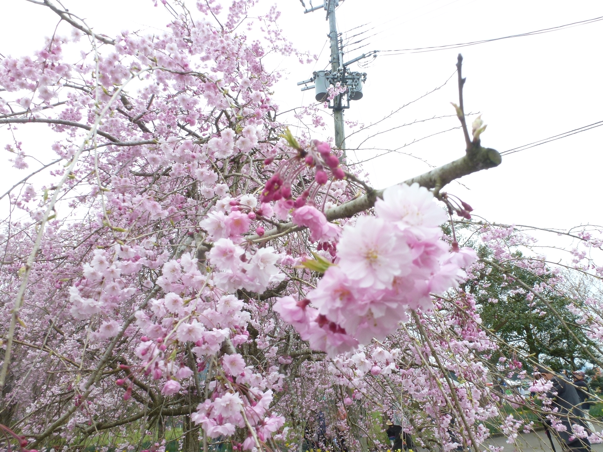 P1160225.JPG
