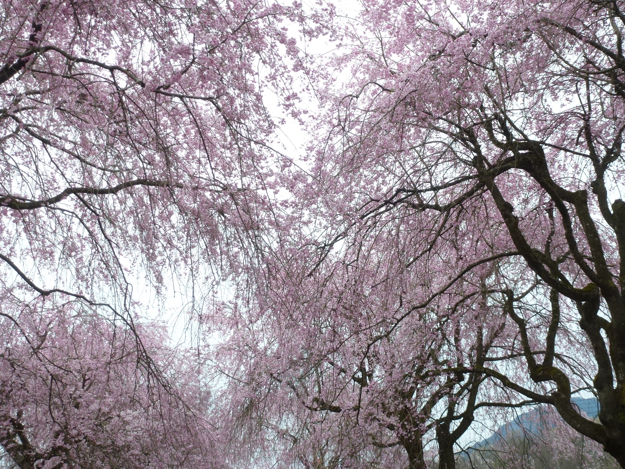 P1160237.JPG