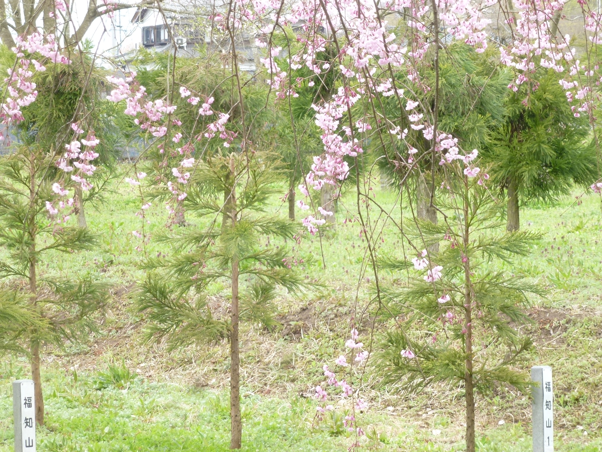 P1160247.JPG