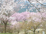 img0003.jpg