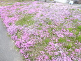img0009.jpg