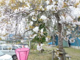 img0037.jpg