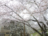 img0040.jpg