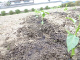img0054.jpg