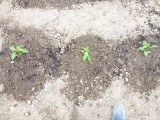 img0062.jpg