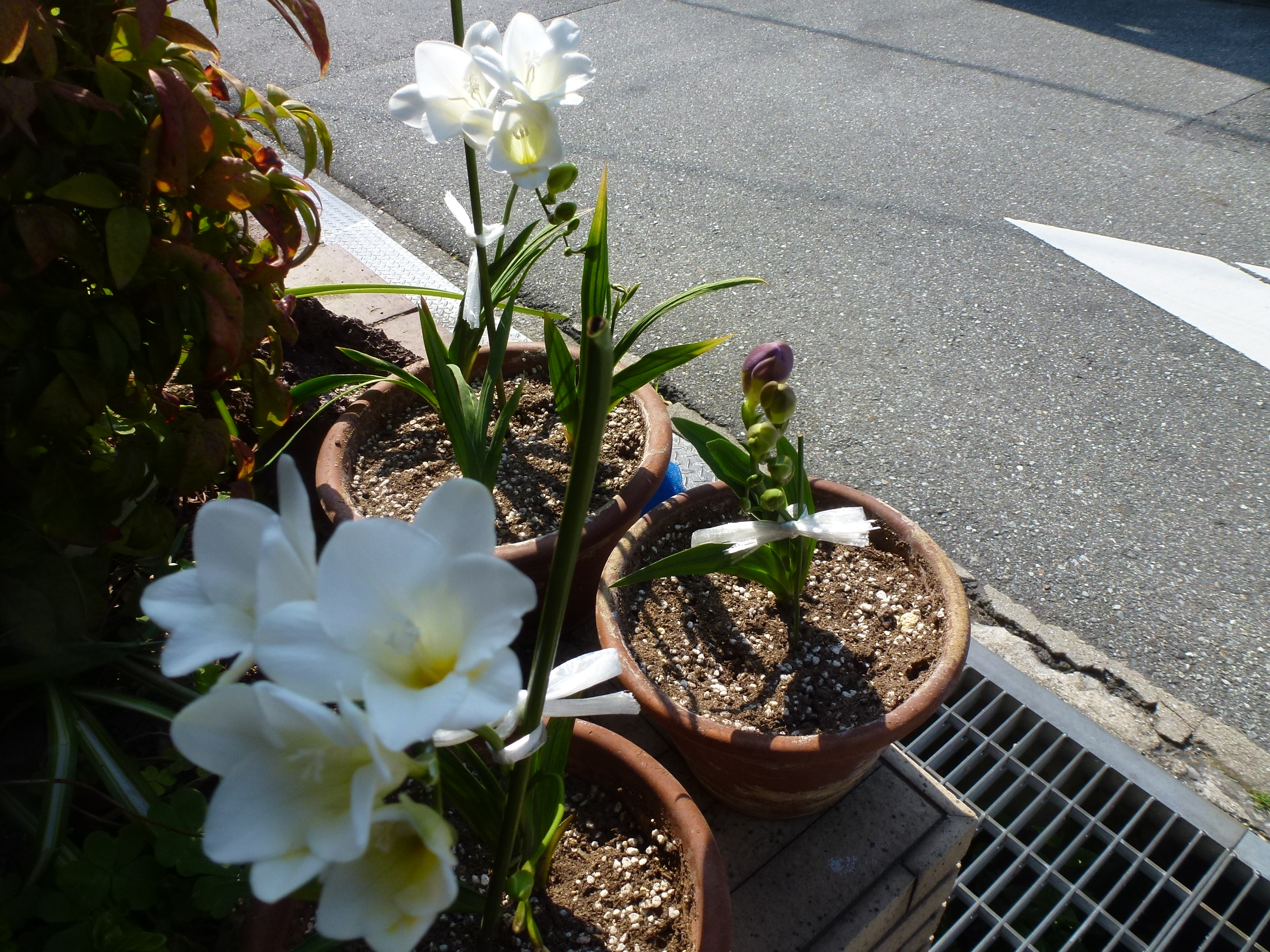 P1160358.JPG