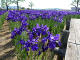 img0021.jpg