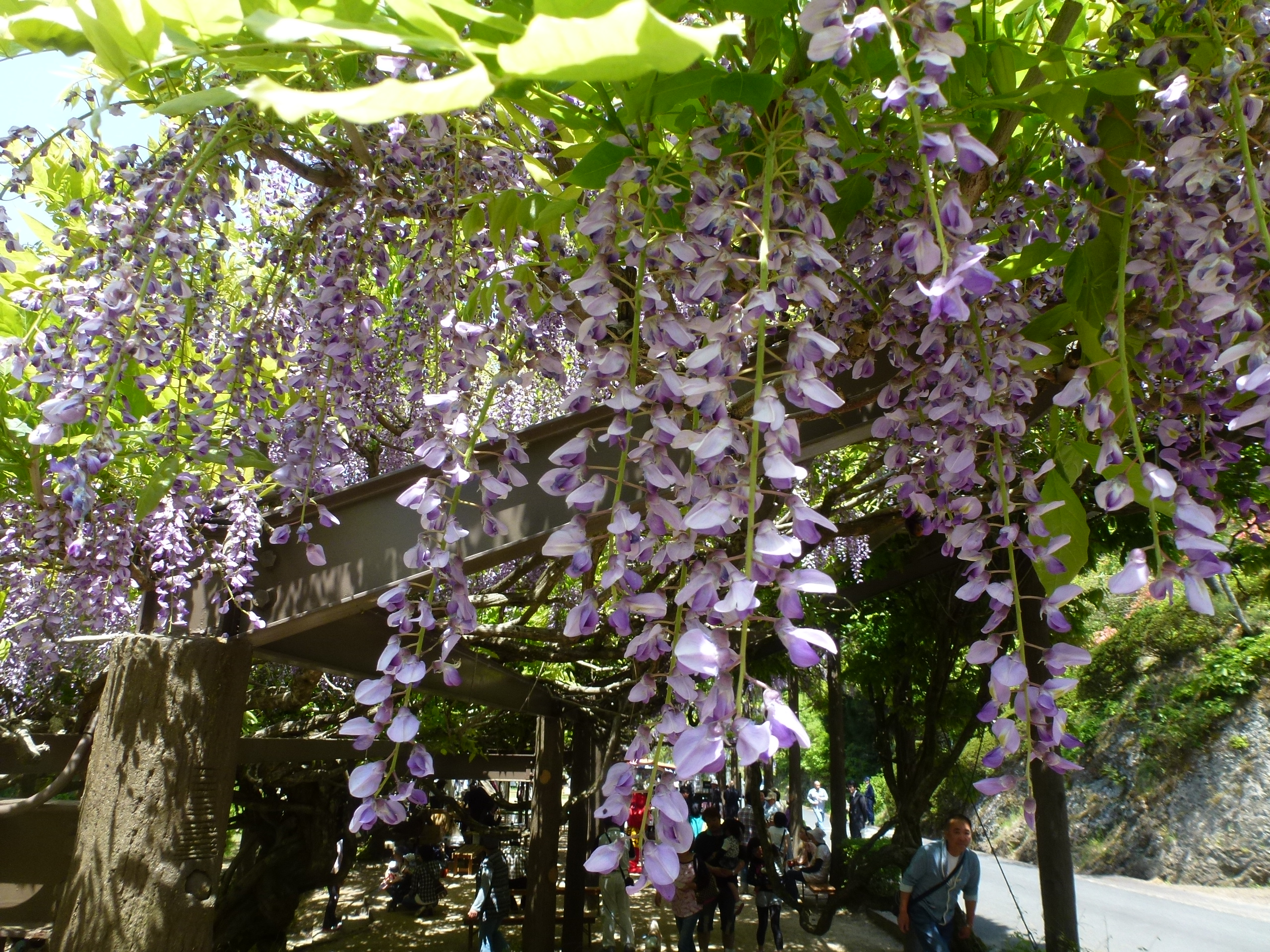 P1160478.JPG