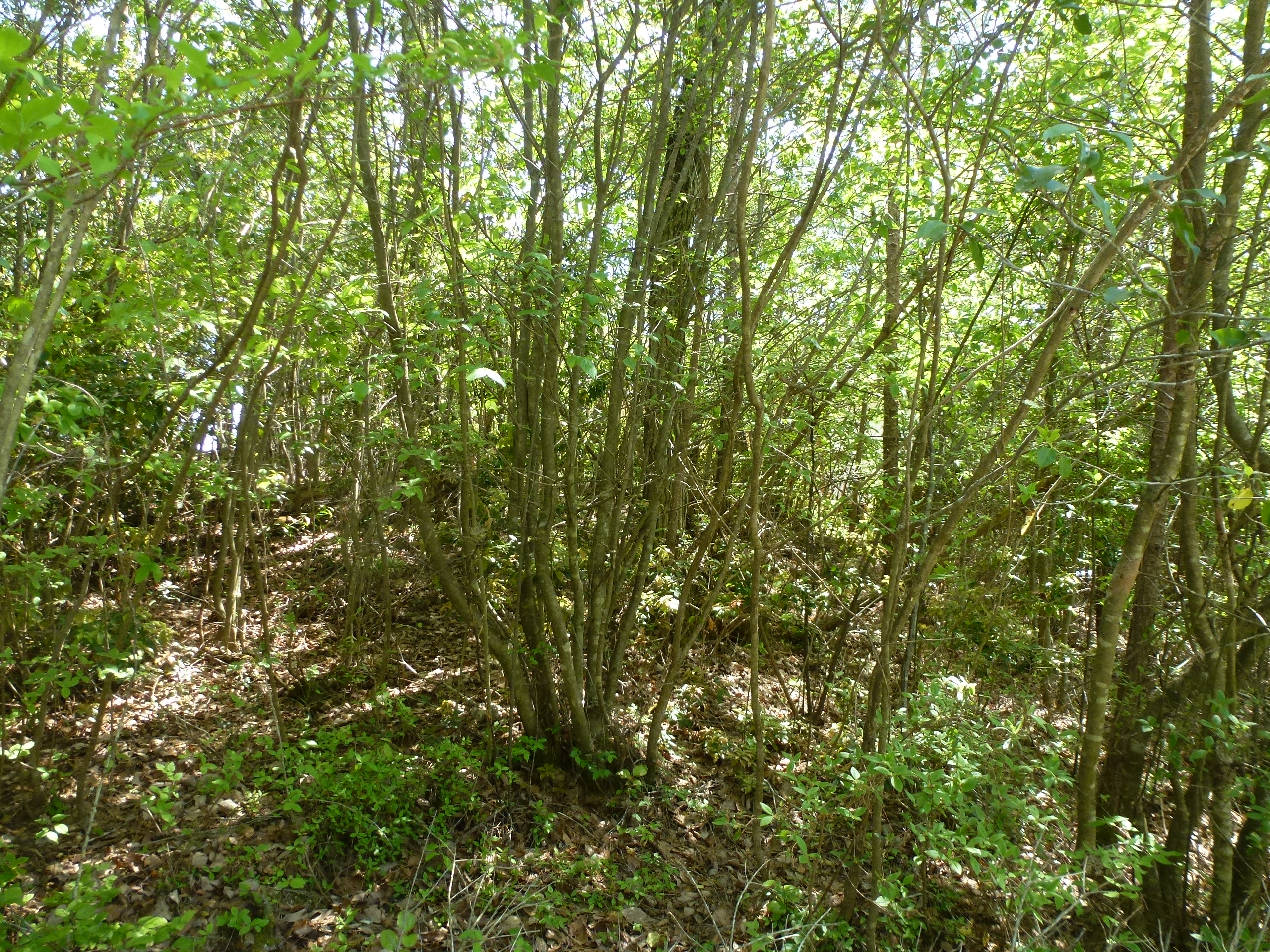 P1160504.JPG