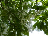 img0001.jpg