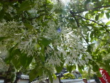 img0003.jpg