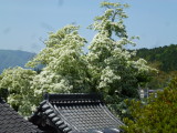 img0012.jpg