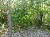 img0039.jpg