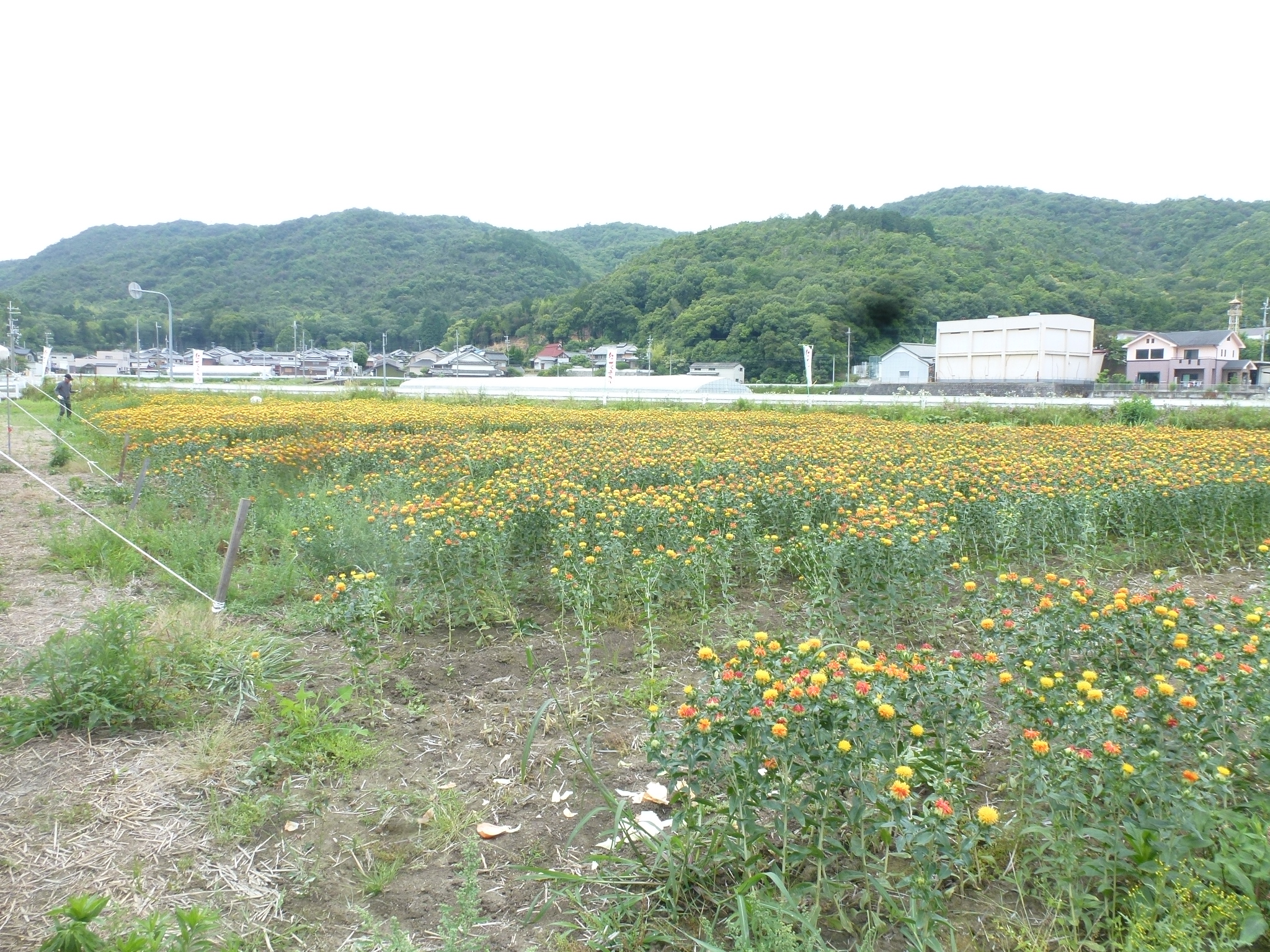 P1160632.JPG
