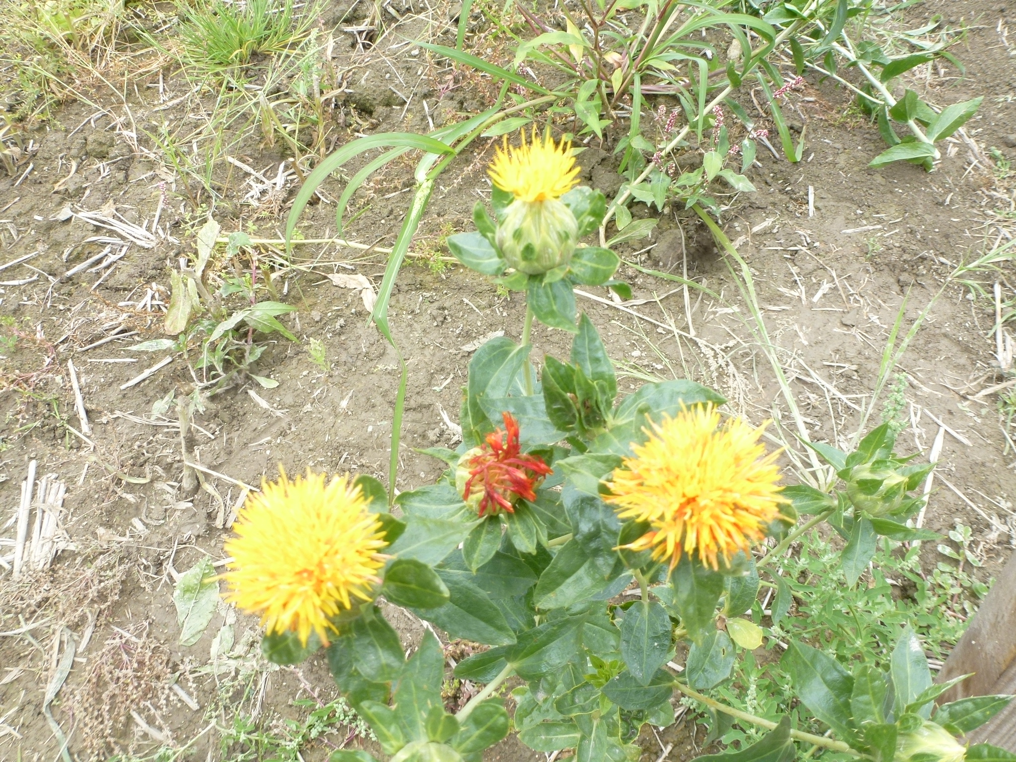 P1160635.JPG