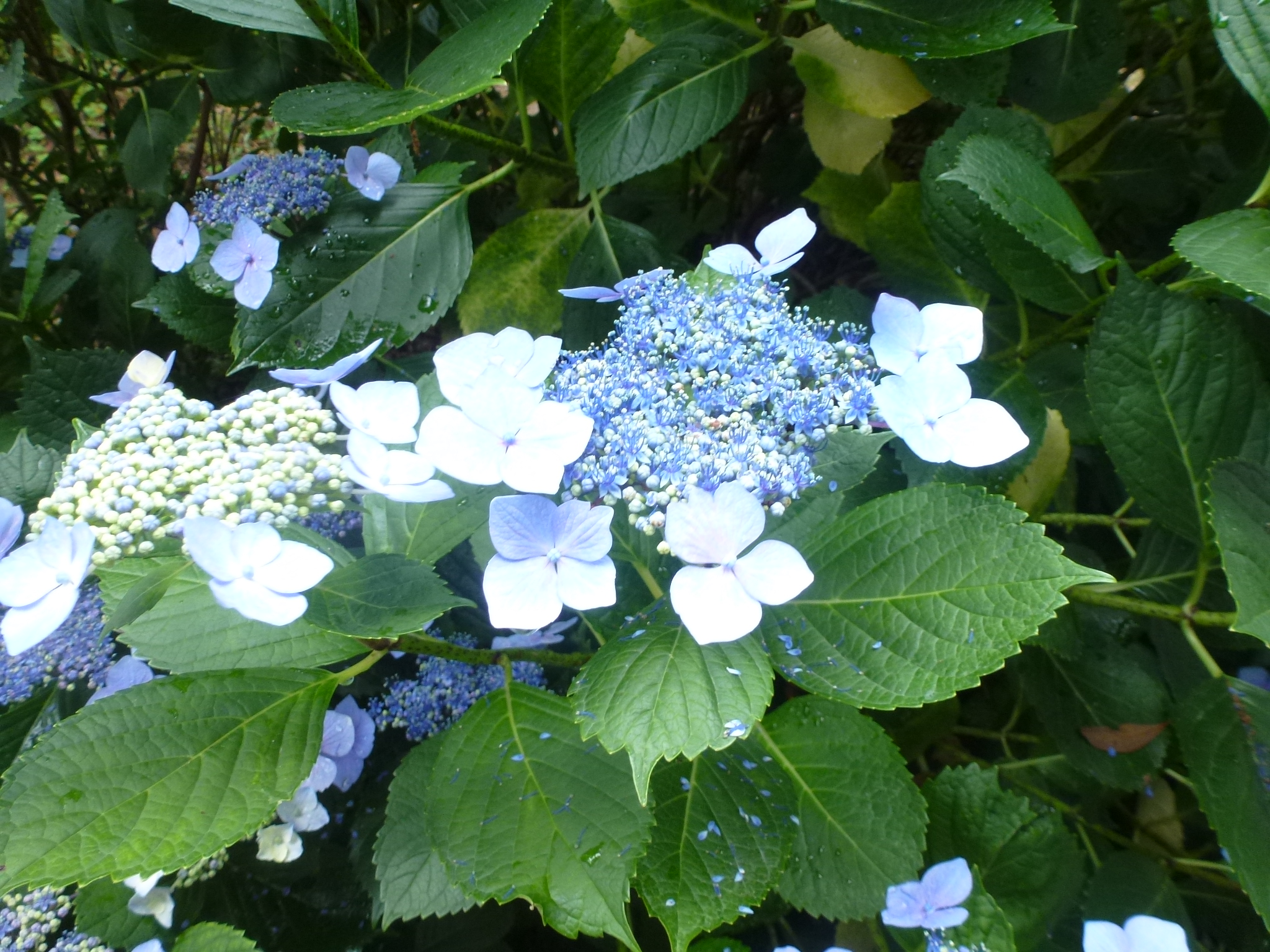 P1160656.JPG