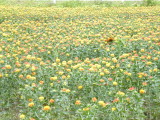 img0003.jpg