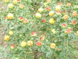 img0005.jpg